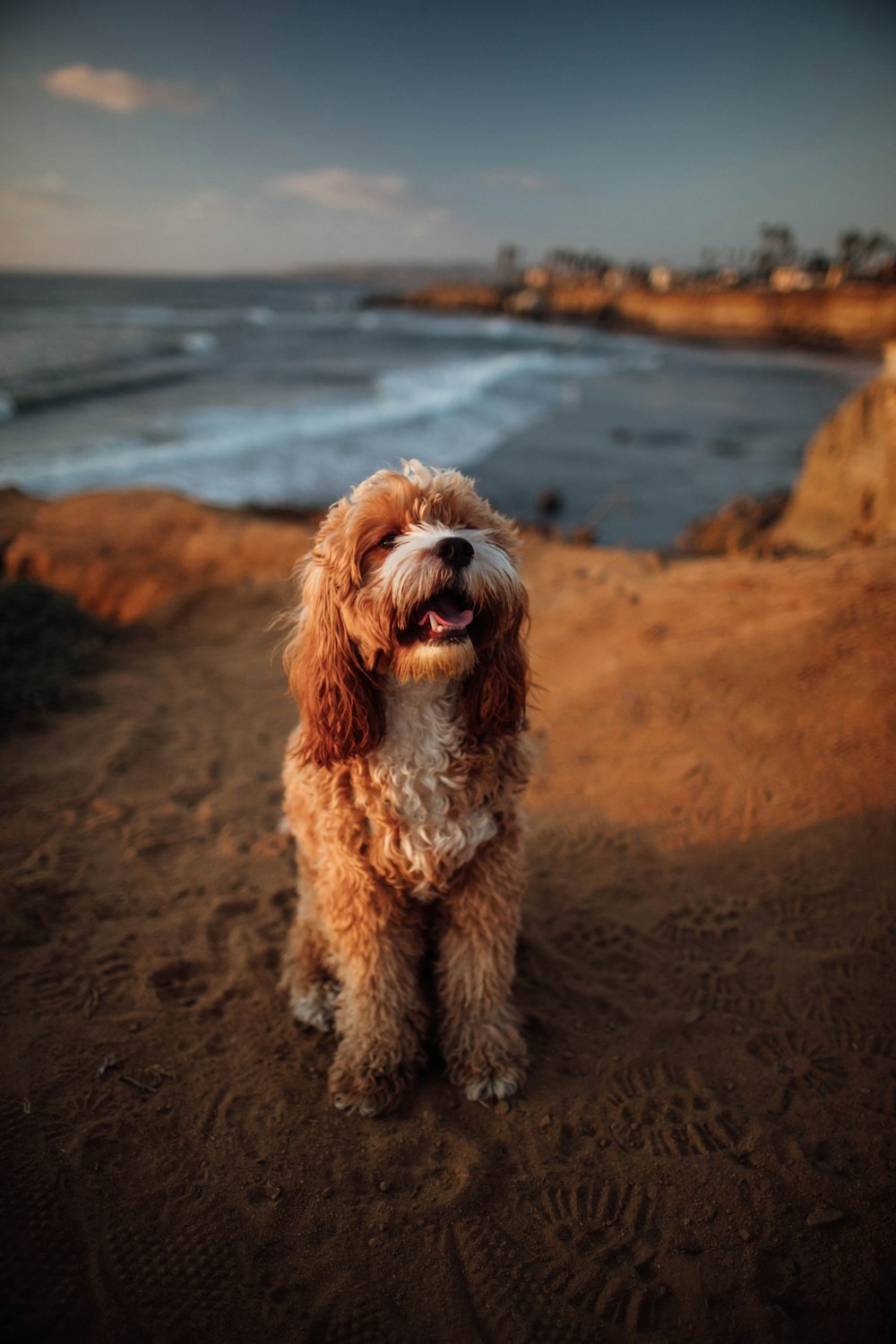 langhaariger brauner Hund, der tagsüber in der Nähe des Meeres steht