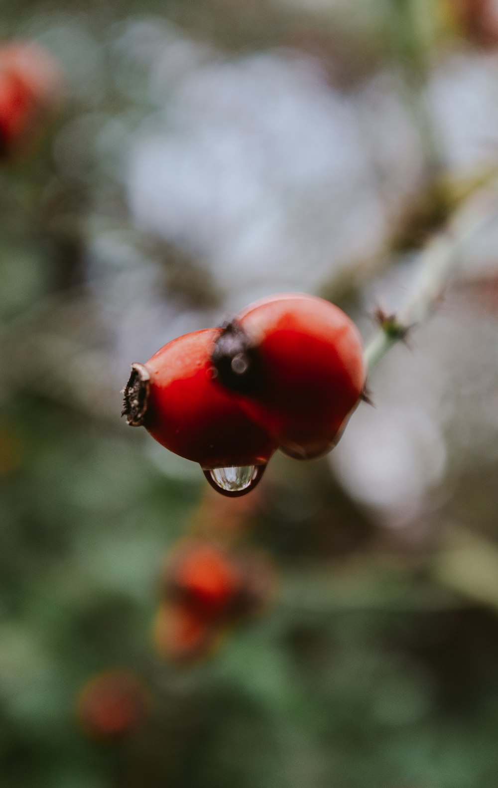 red fruits