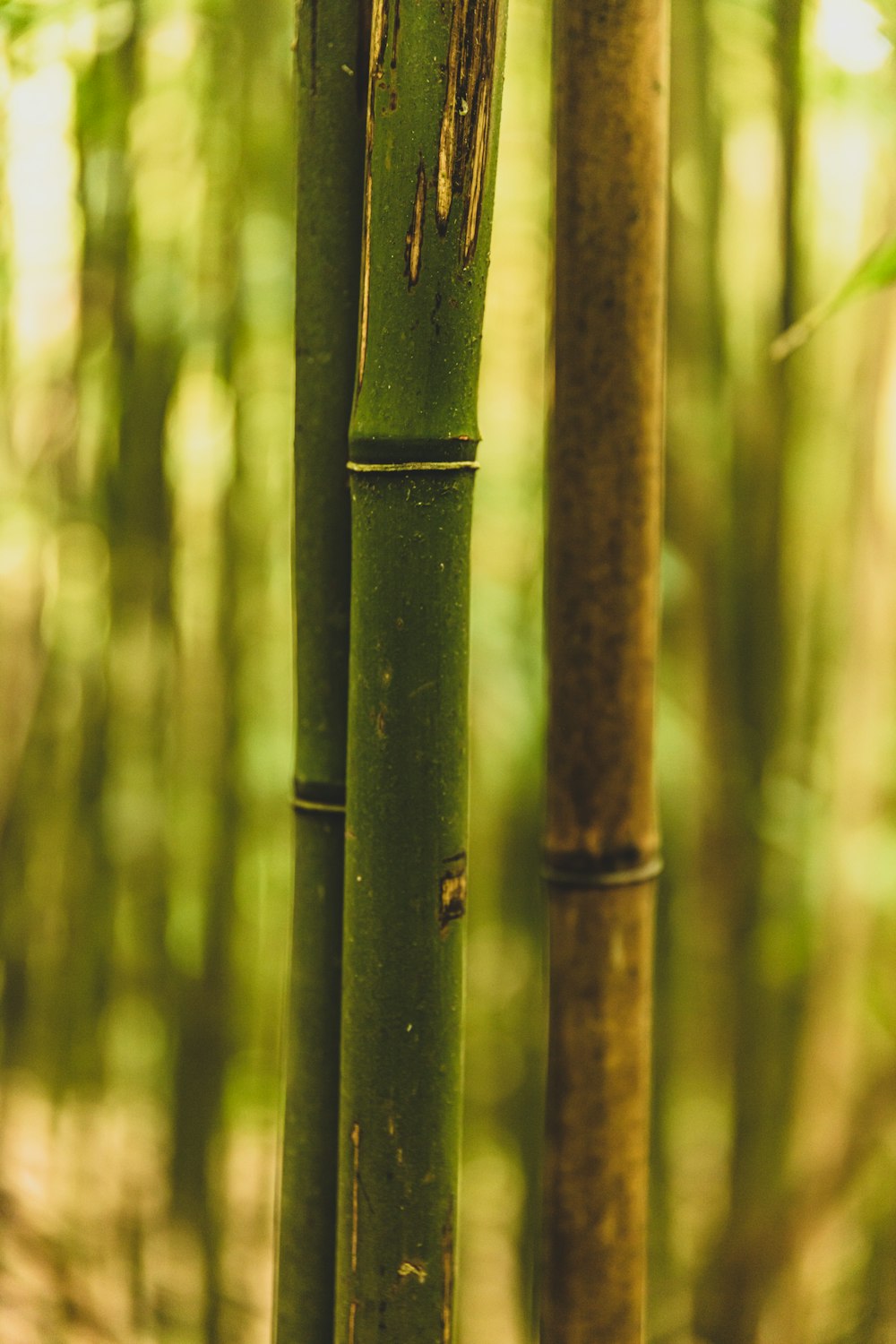 green bamboo stick in close up photography
