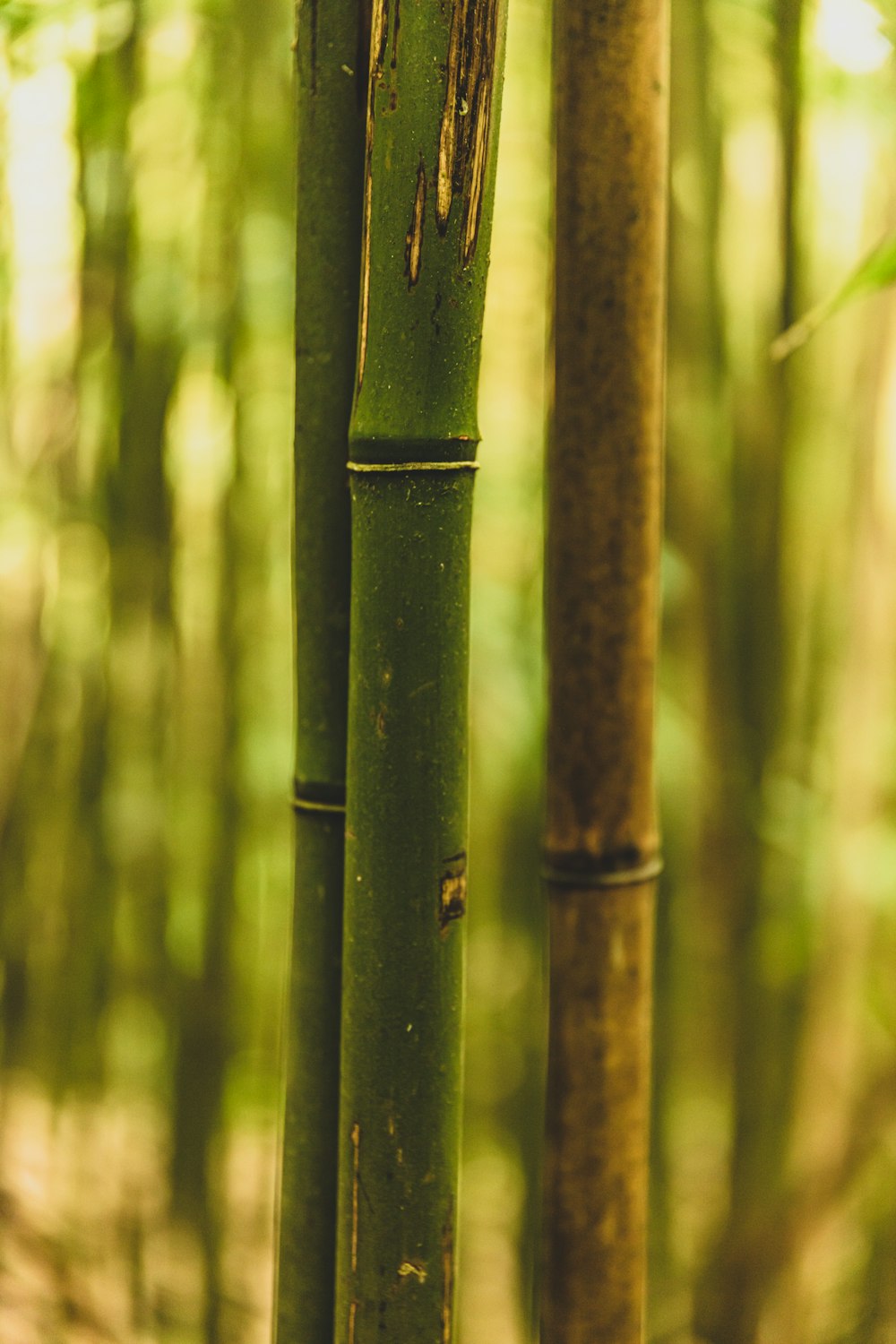 palo de bambú verde en la fotografía de primer plano