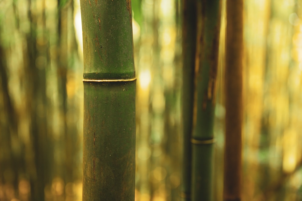 green bamboo stick during daytime