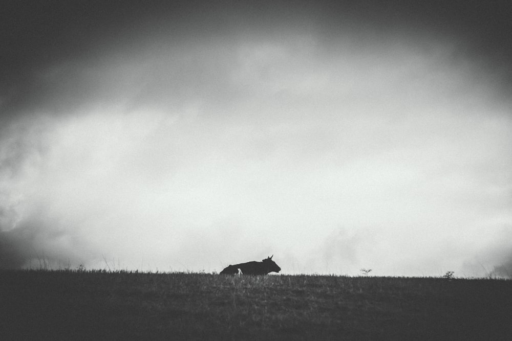 cow lying on grass field