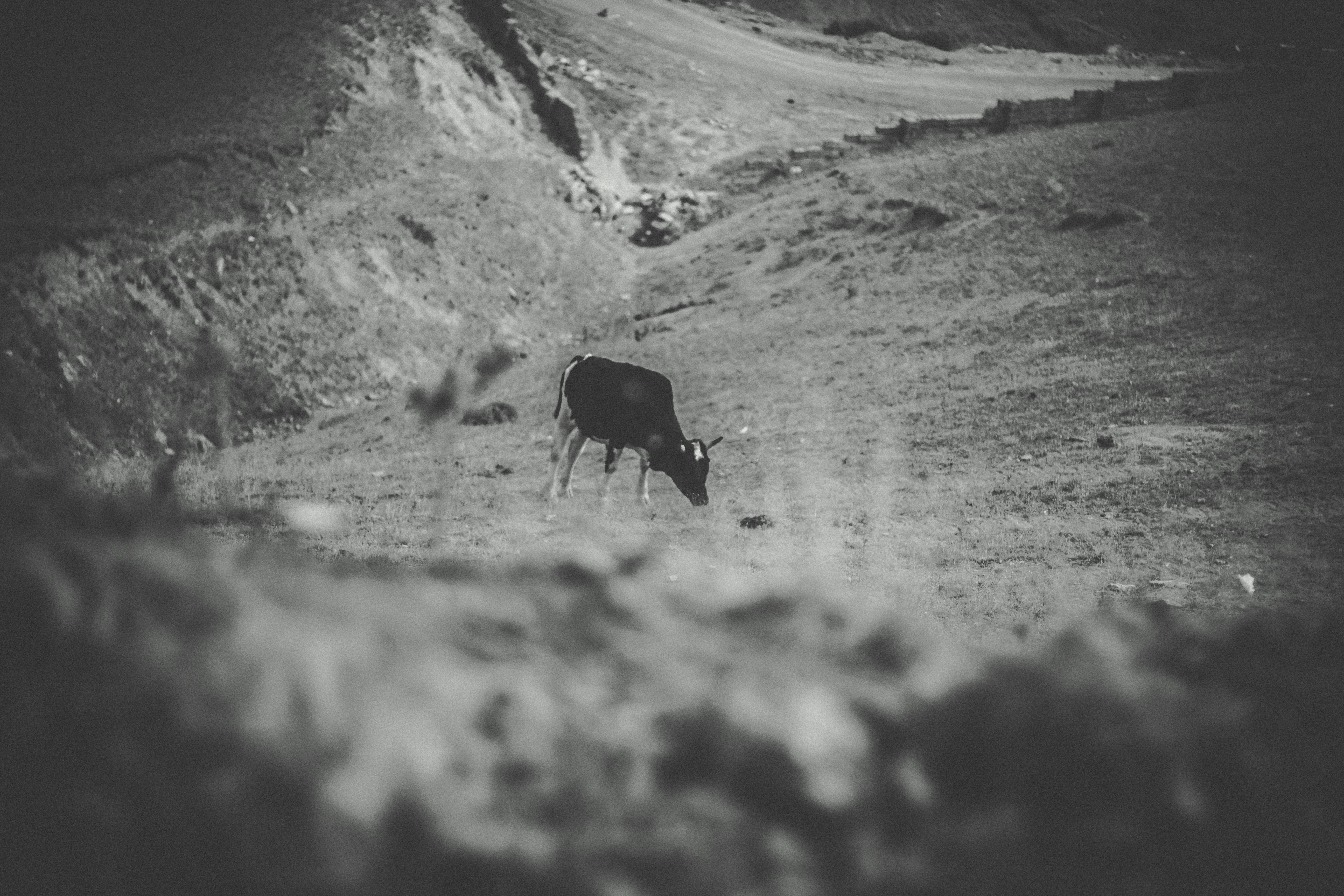 Photo by shayansadeqpour