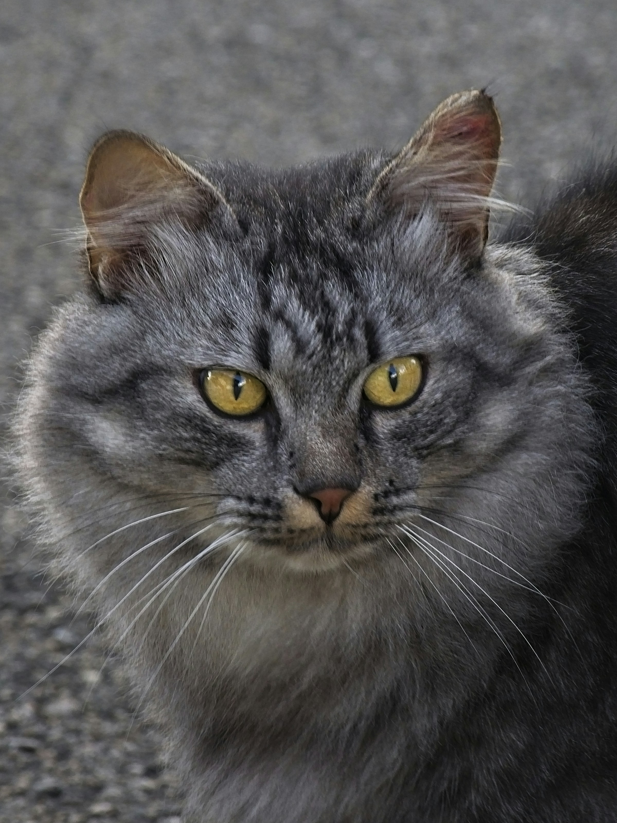 longfur gray and black cat photo Free Animal Image on Unsplash