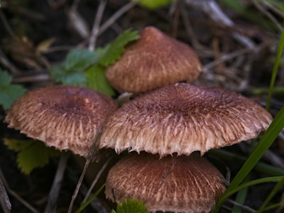 Brown mushrooms with textured caps are clustered together on the forest floor surrounded by grass and leaves.