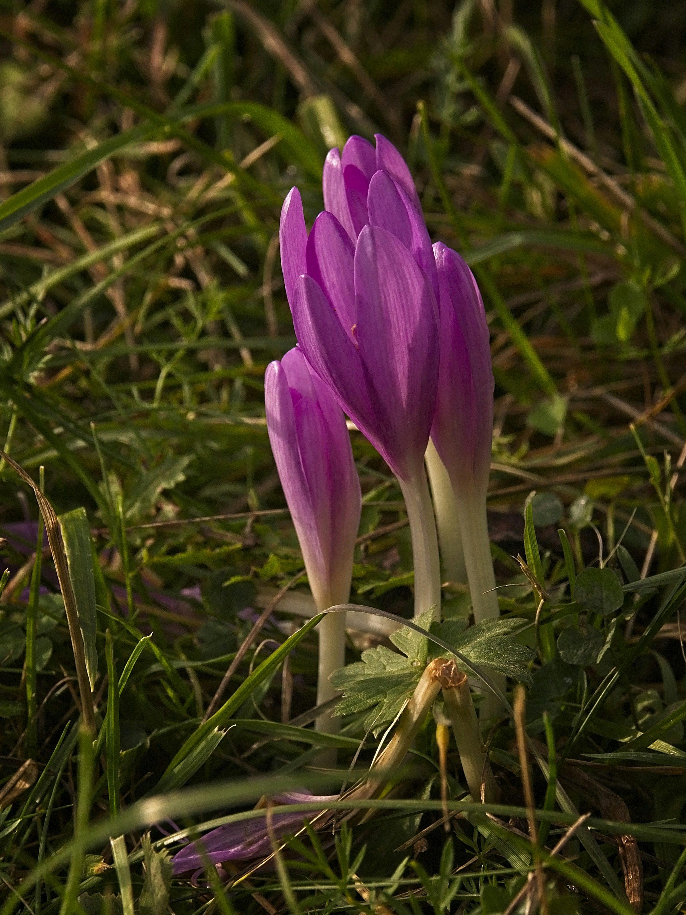 Photo by kaltenberg_mike