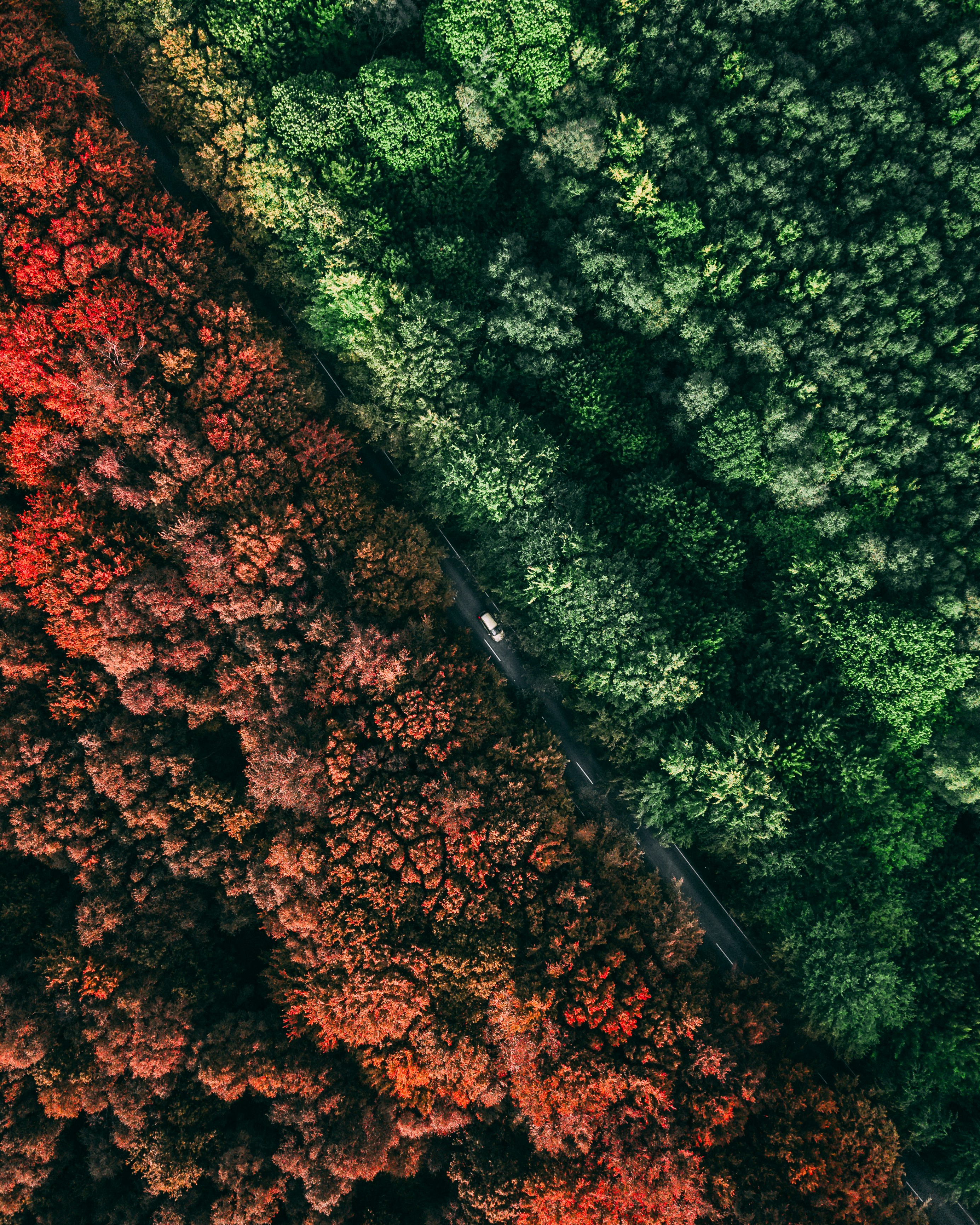 green and brown trees