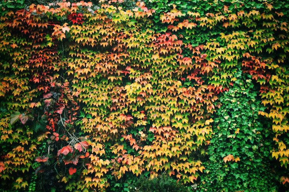 red, green, and yellow trees