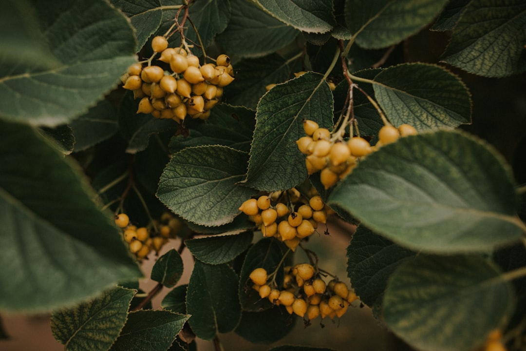 yellow fruits