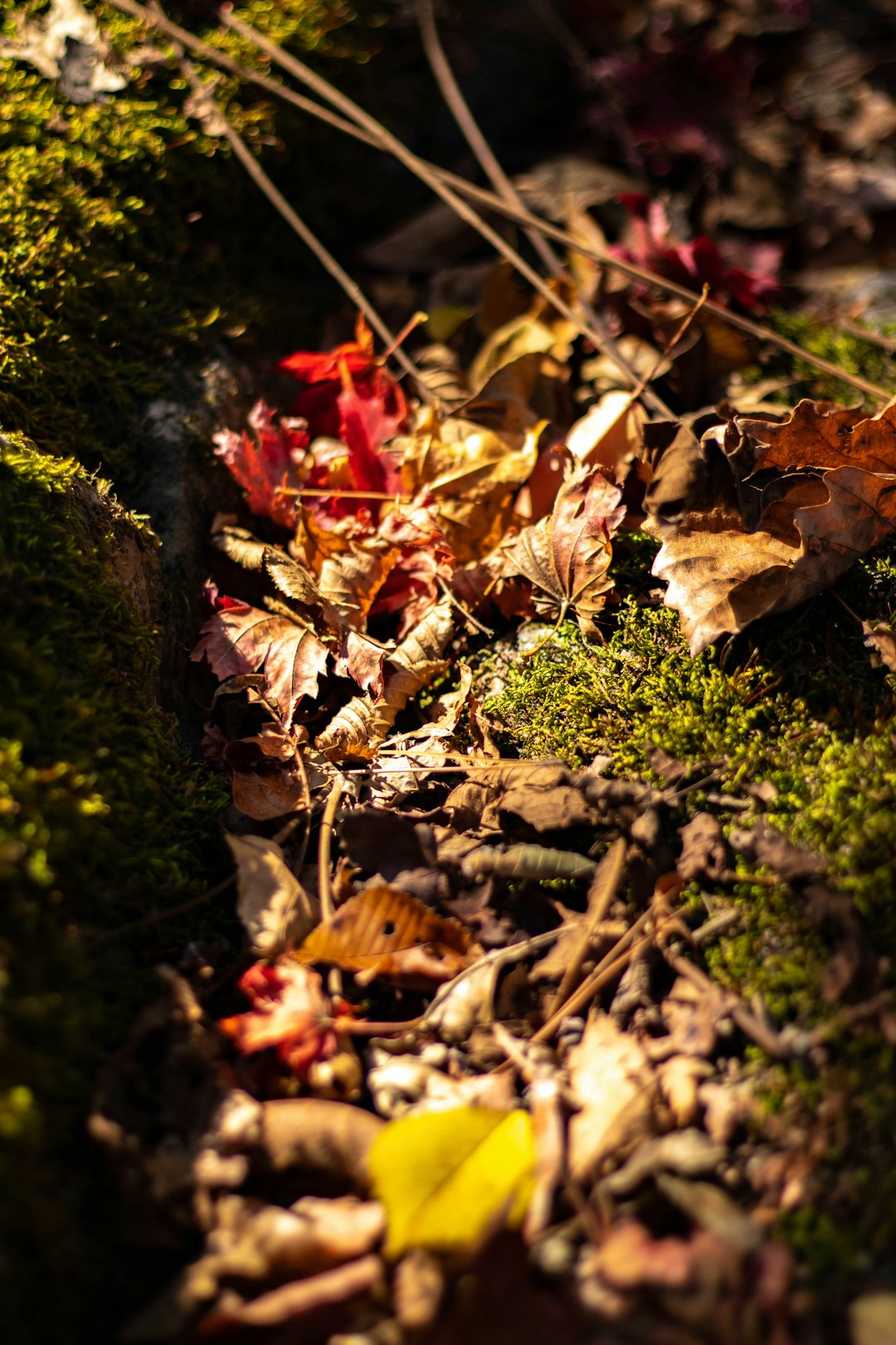 green-leafed plant