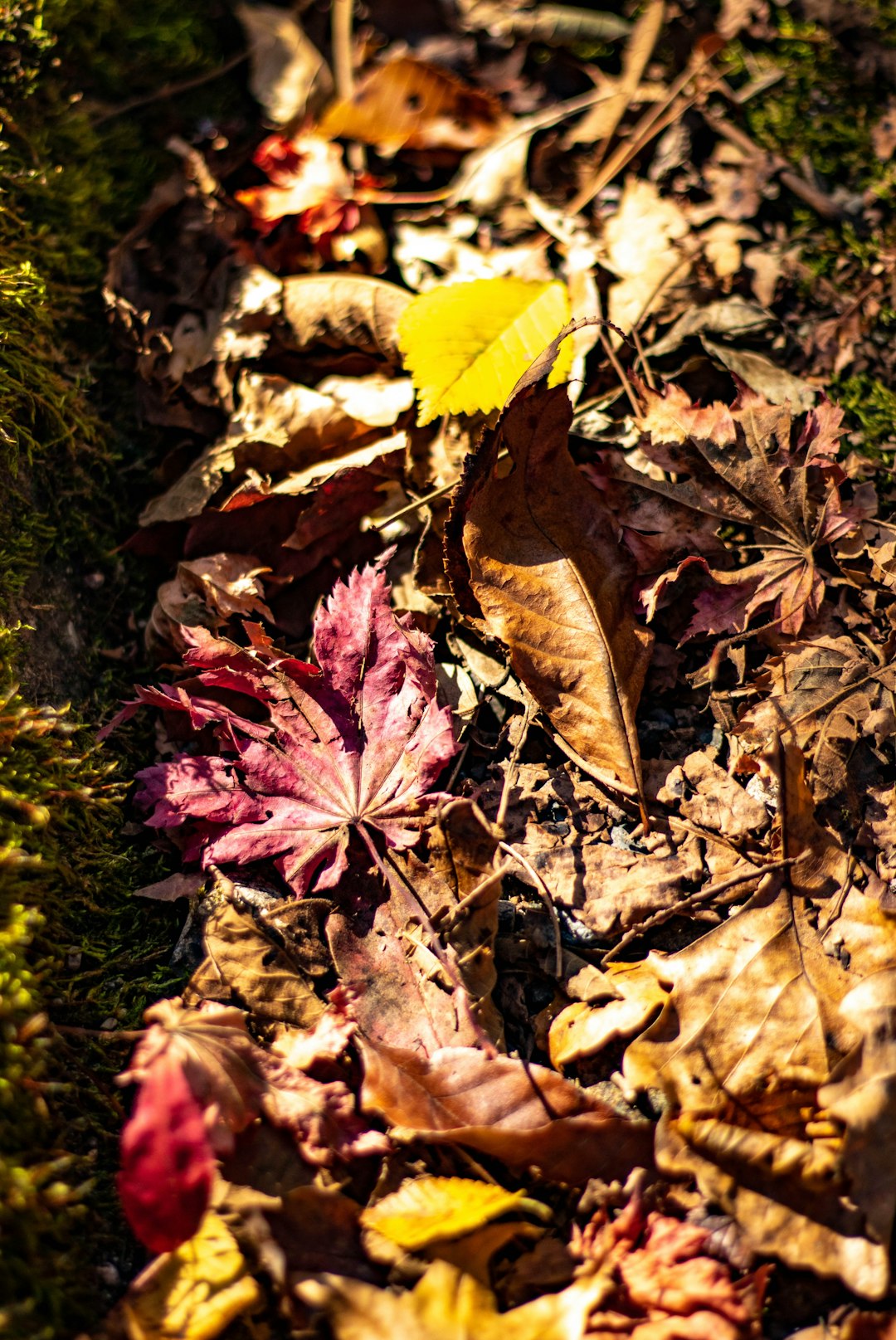 brown leaves