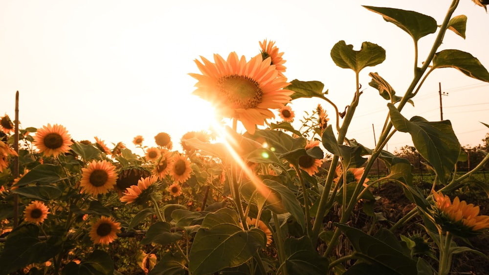 sunflower field photograph