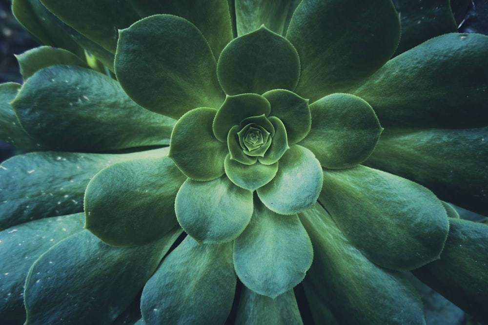 plante succulente verte