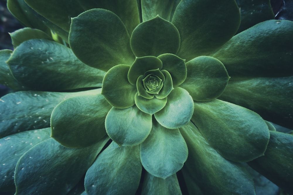 100+ Succulent Pictures | Download Free Images on Unsplash