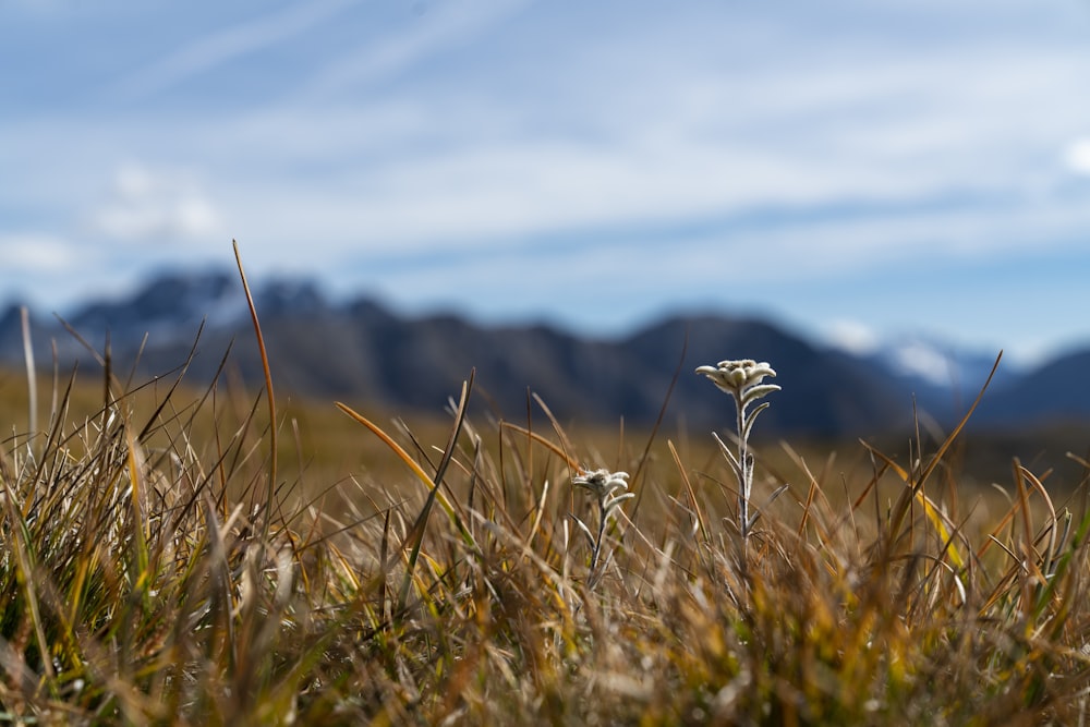 selective focus photography of grass field during daytime