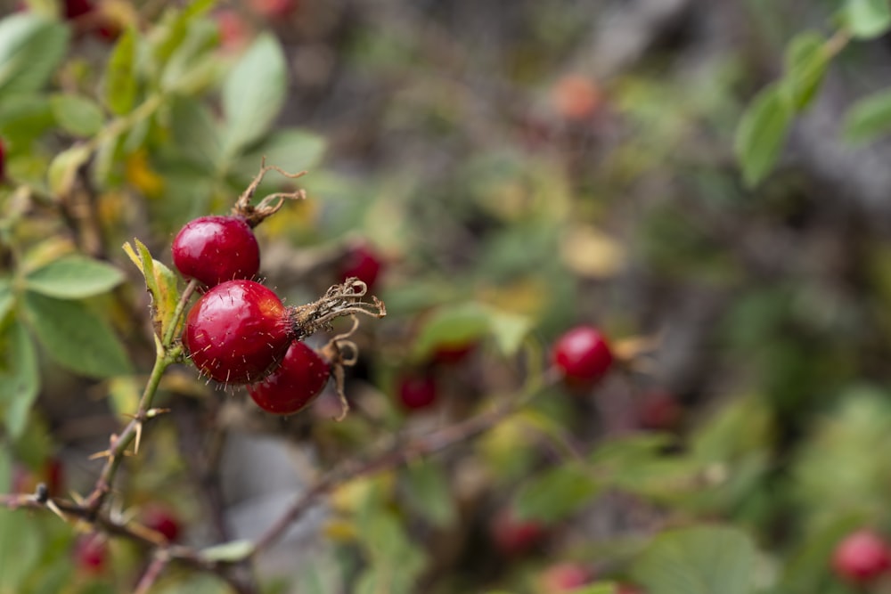 runde rote Früchte