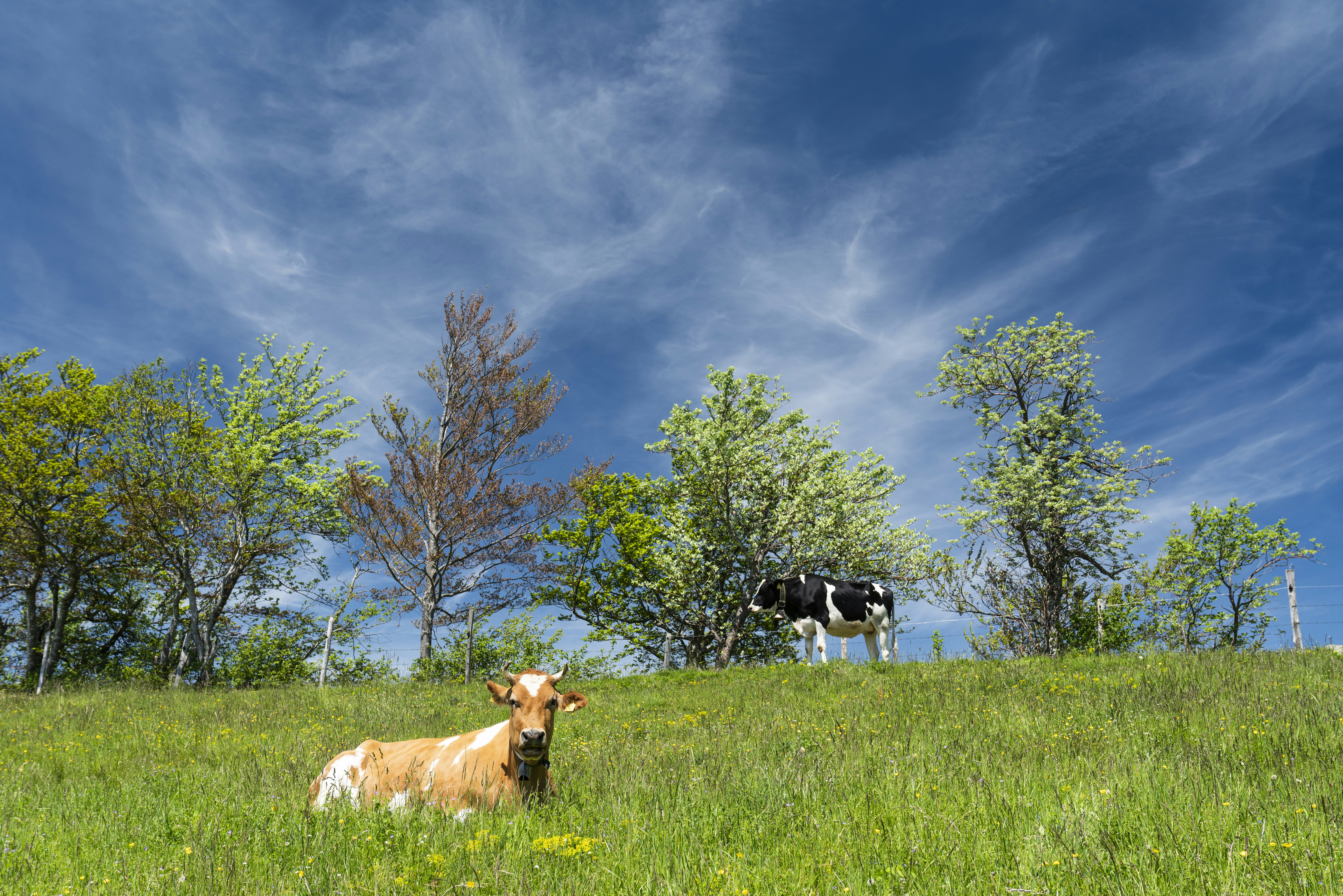 Photo by oetiker