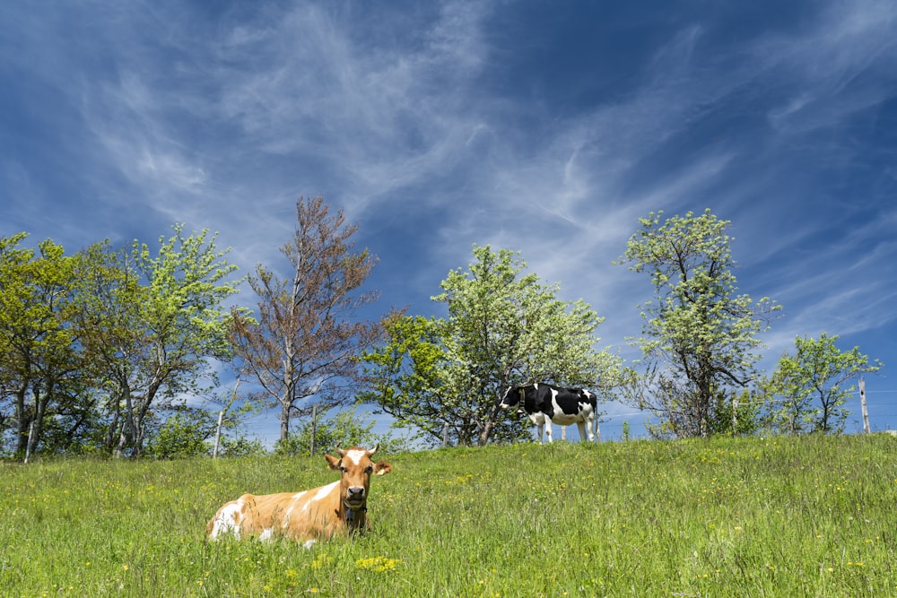 cattle sitting on grass field