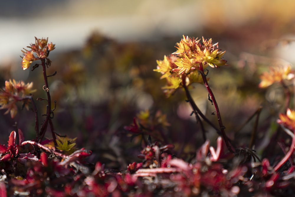 yellow petaled flower