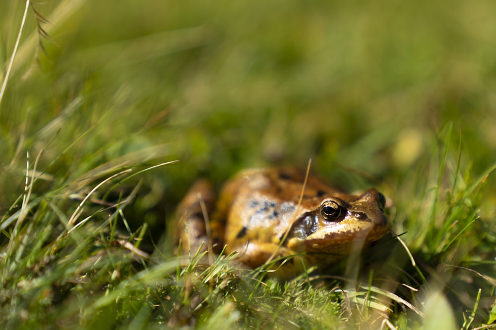 a frog sitting in the grass looking at the camera