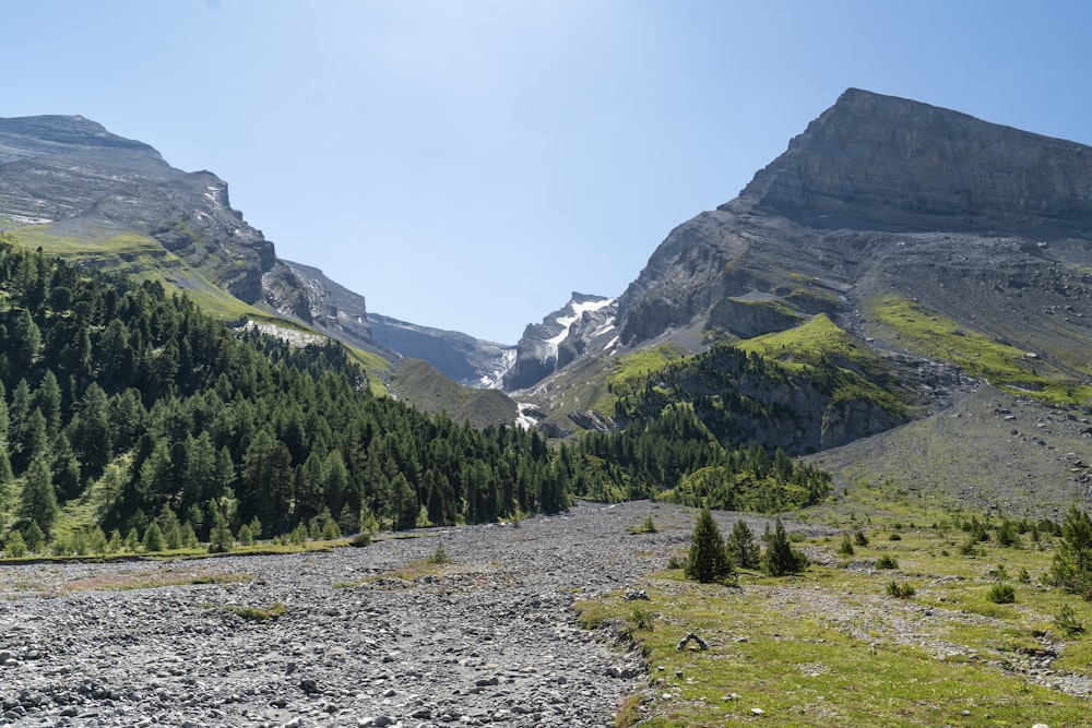 rocky and tree covered field near mountains during day