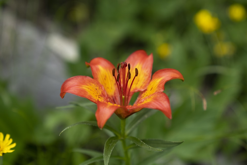 red and yellow petaled fower