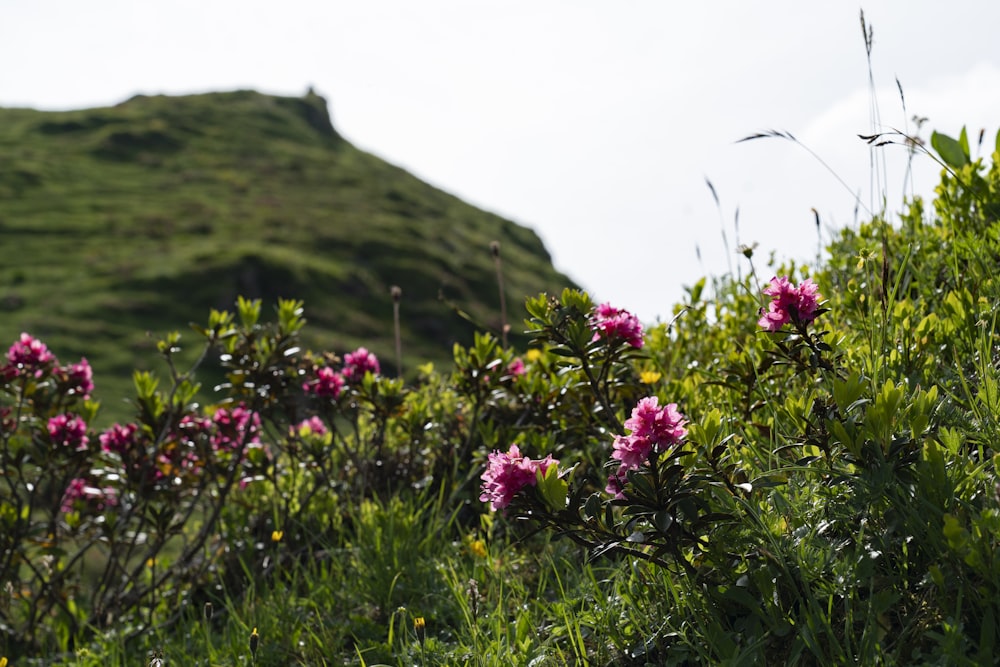 pink-petaled flowers