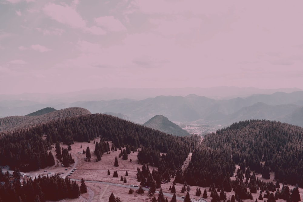 aerial view of forest