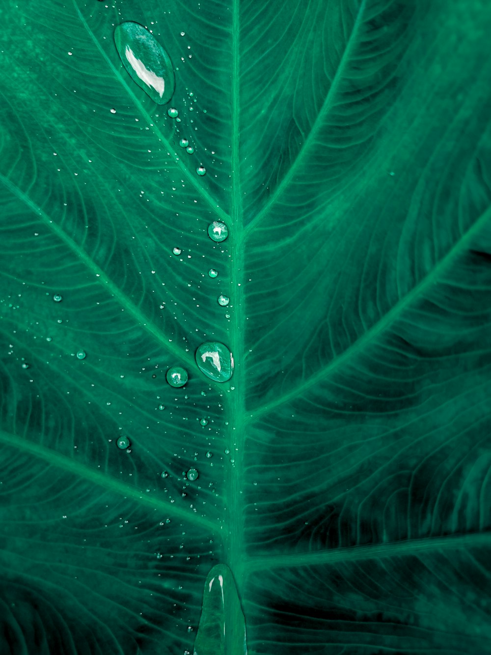 green leaf with dew