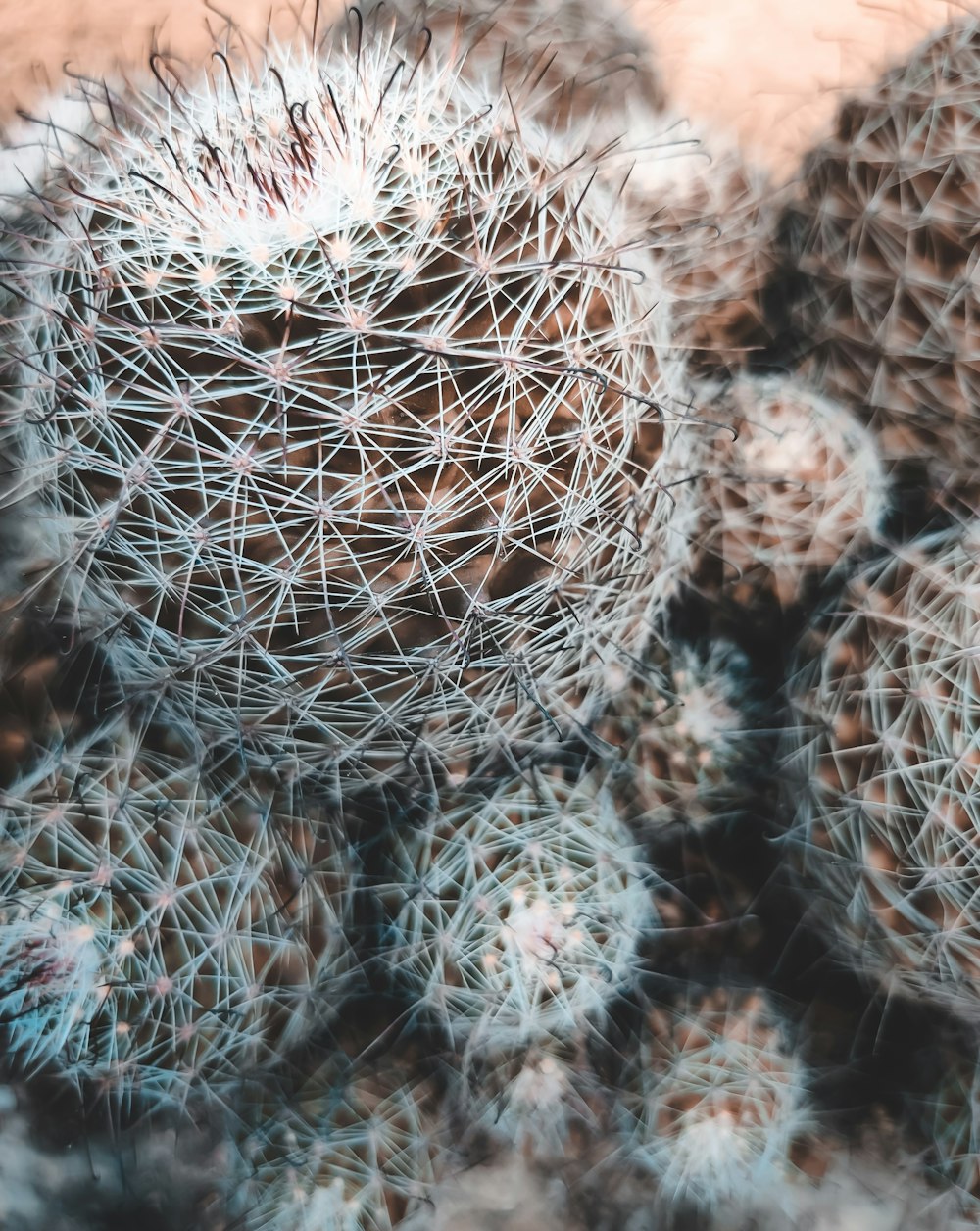 ball cactus photograph