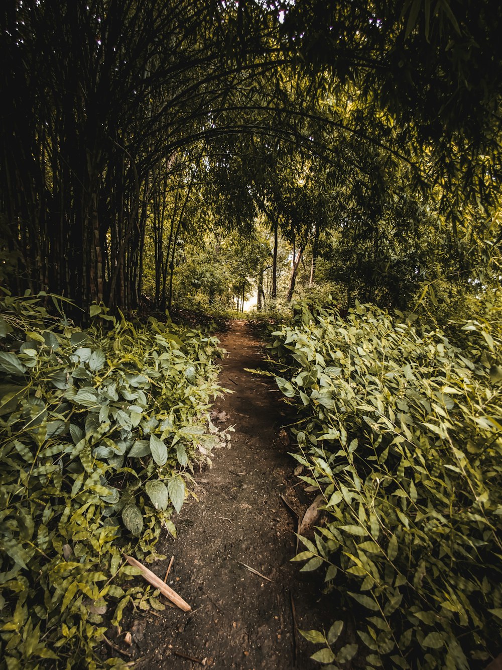 empty walkway by trees during daytime