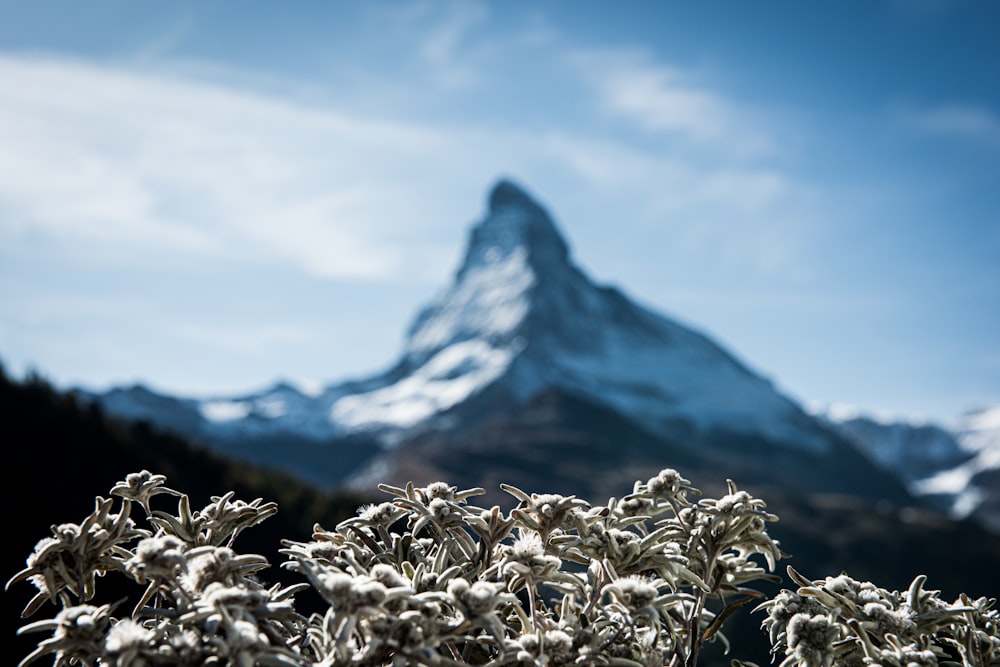 white plant