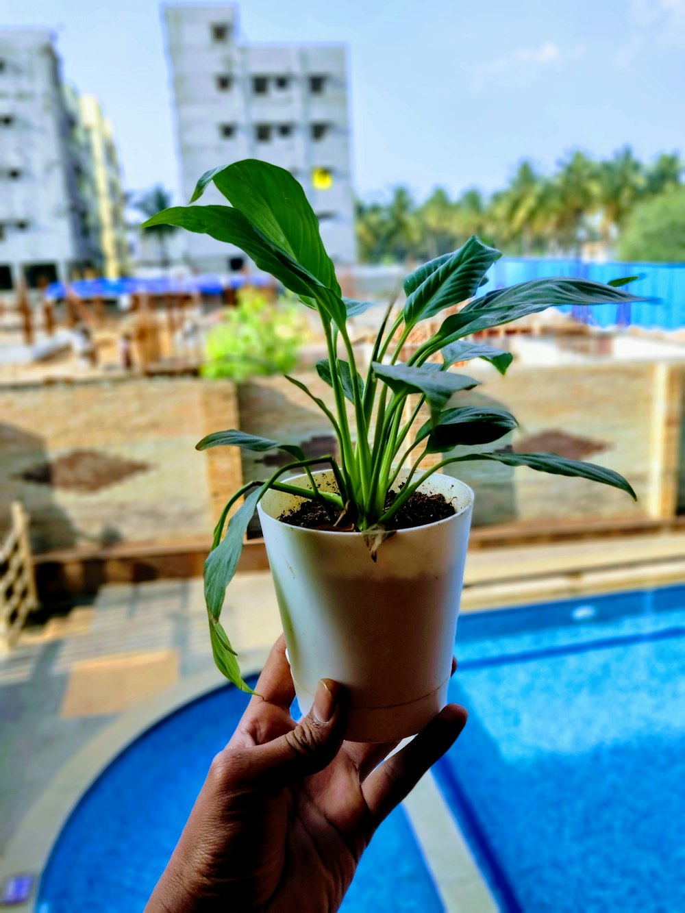 person holding plant in pot