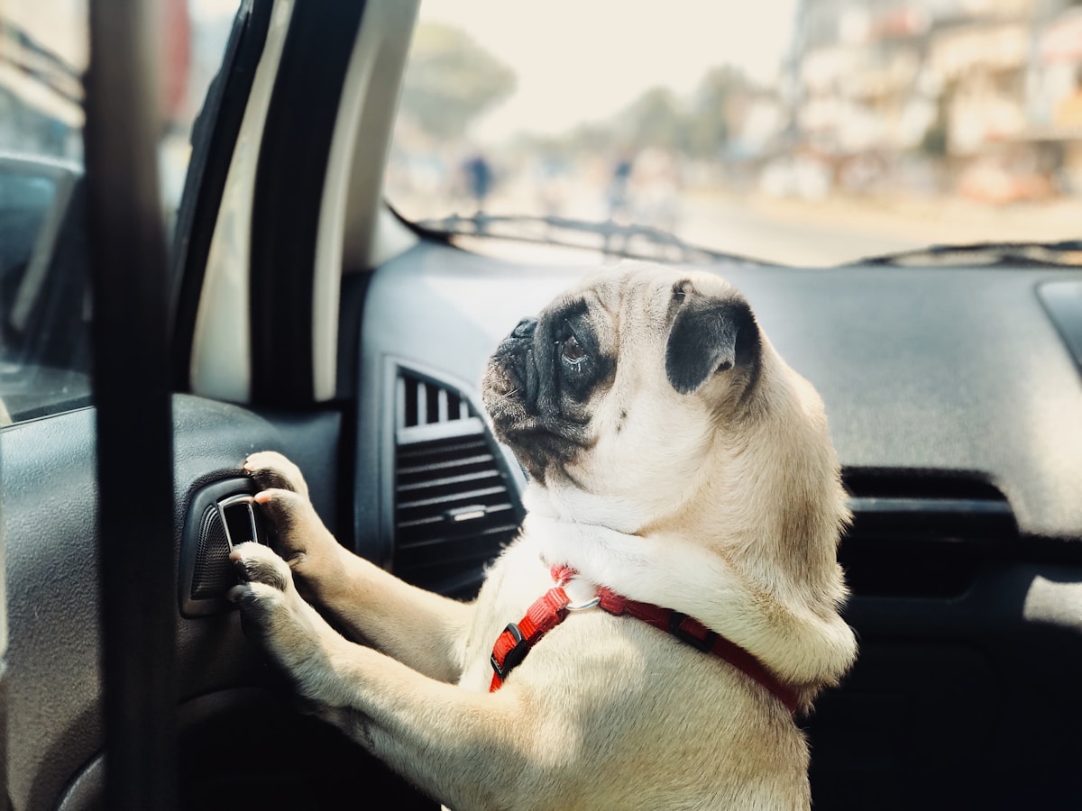 Pet Transportation image background image