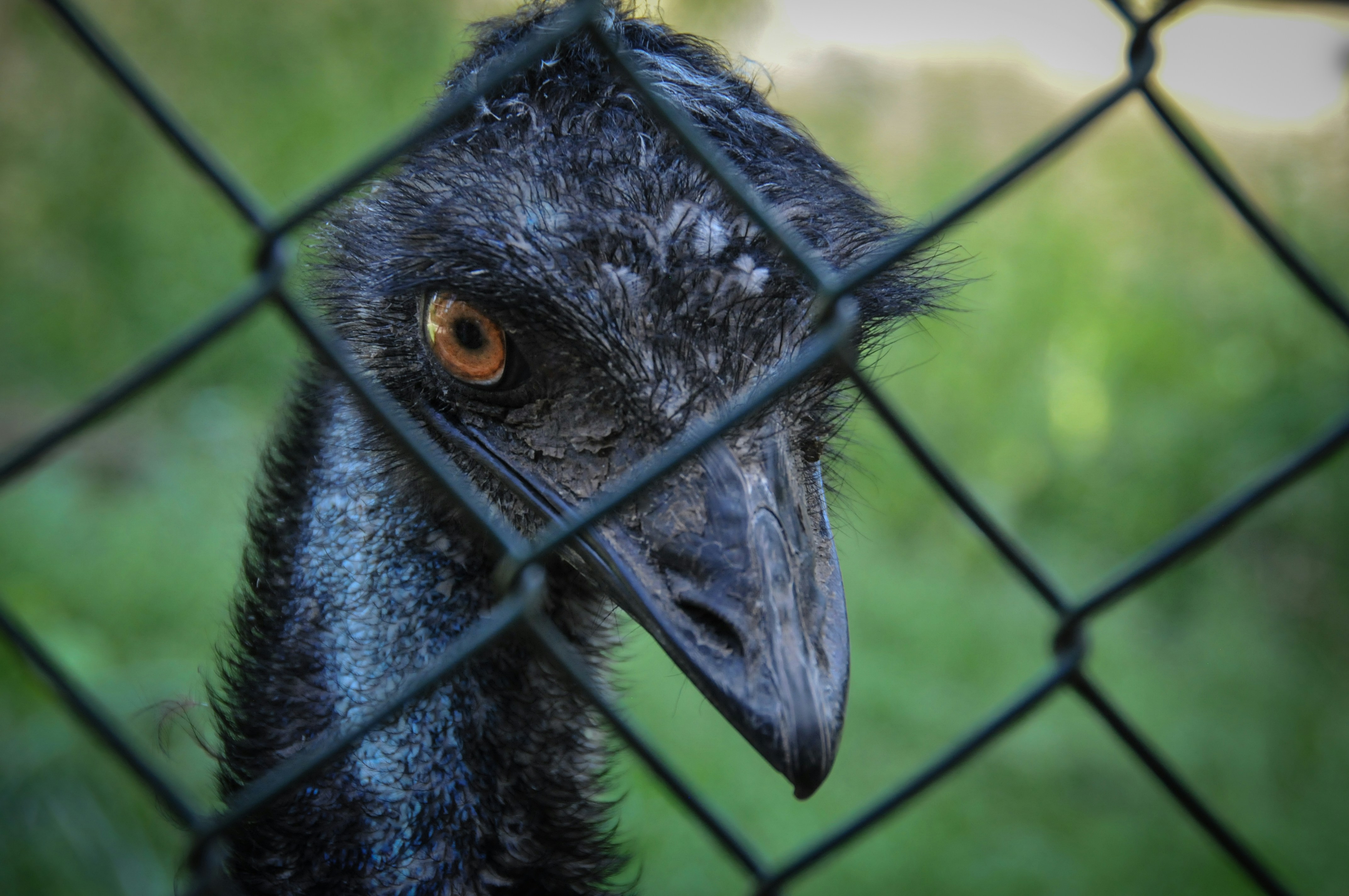 Emu Pictures Download Free Images On Unsplash