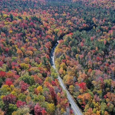 winding road in a forest