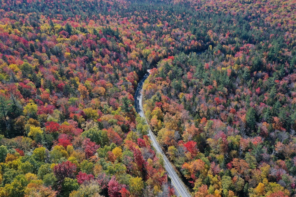 Camino sinuoso en un bosque