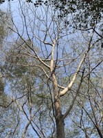 A tall tree with a complex network of branches reaches up towards a clear blue sky. Sparse green leaves are scattered among the branches, and other trees with fuller foliage can be seen in the background, creating a natural canopy.