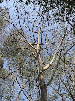 A tall tree with a complex network of branches reaches up towards a clear blue sky. Sparse green leaves are scattered among the branches, and other trees with fuller foliage can be seen in the background, creating a natural canopy.