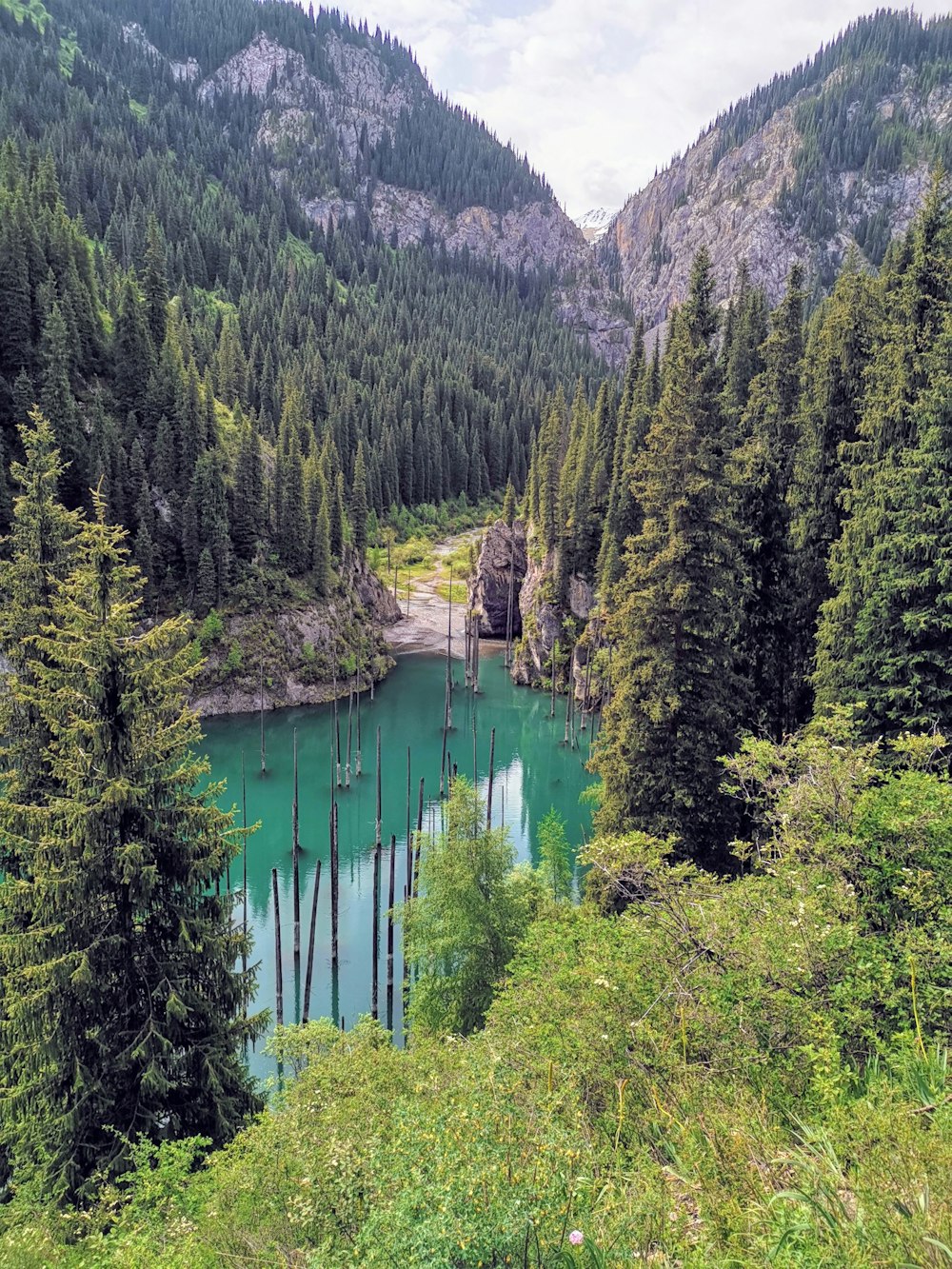 body of water and forest during day