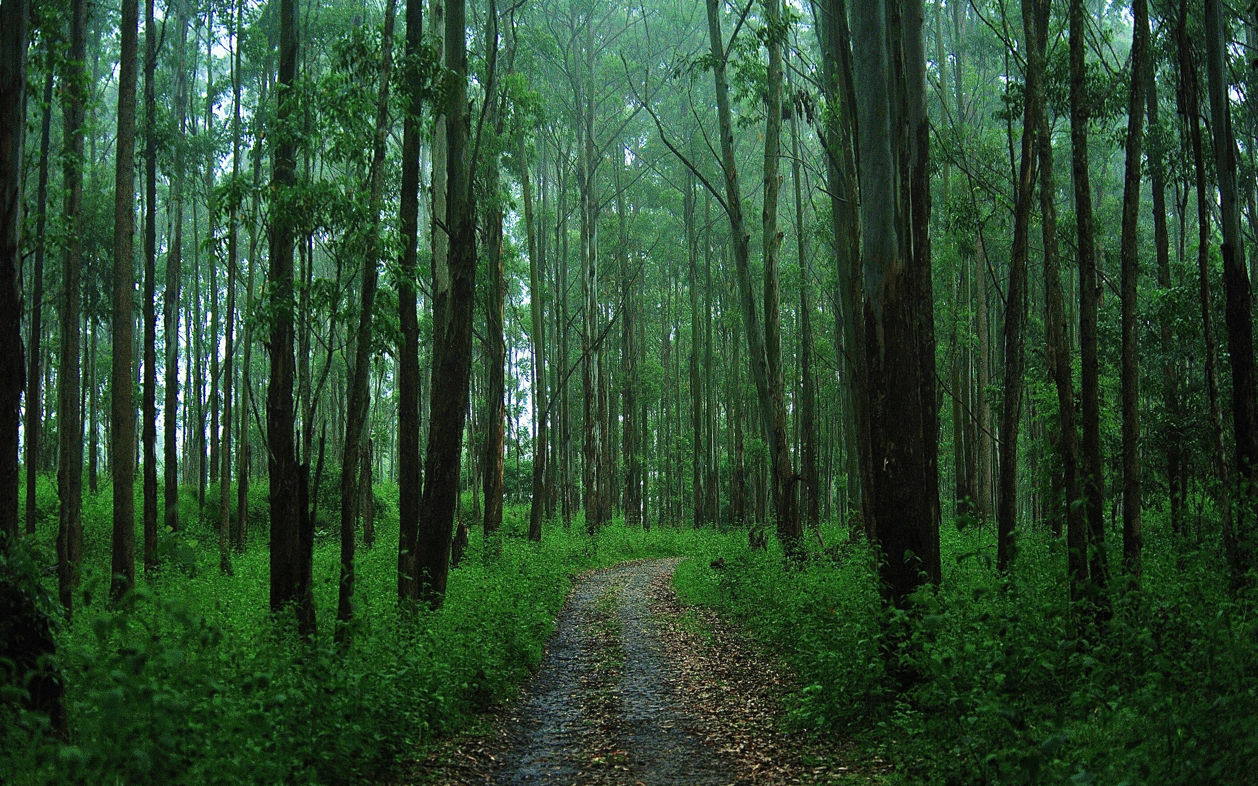 Photo by suryadeepak