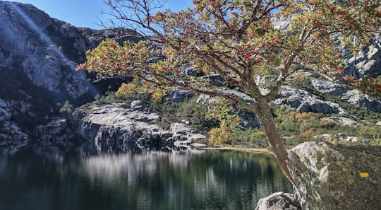 green tree in Lac de Melu France