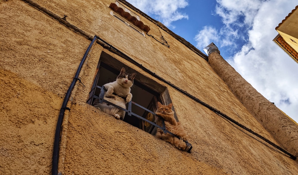 窓の上の2匹の猫