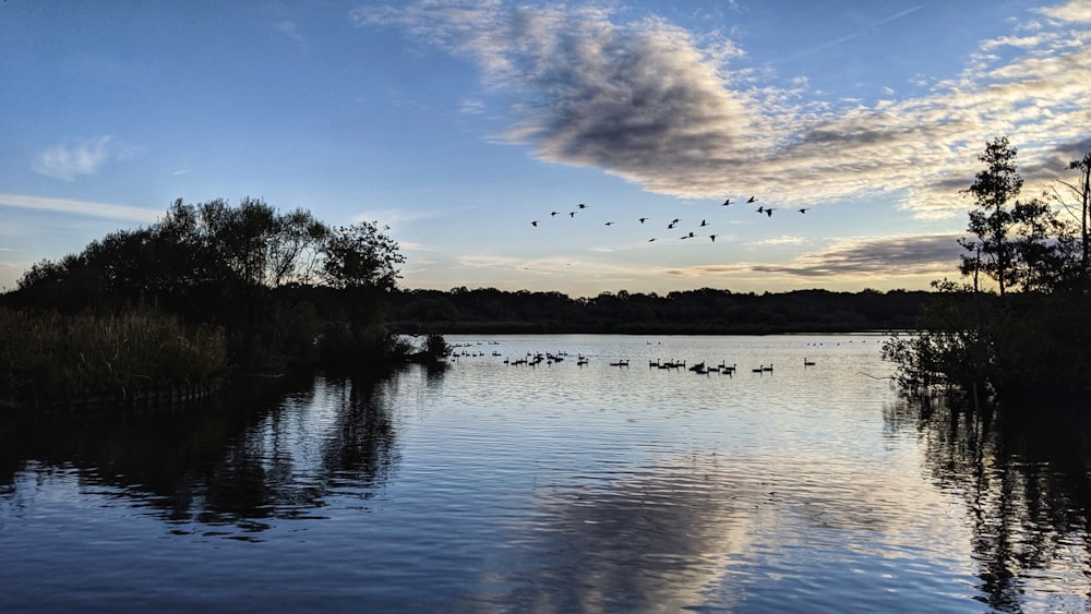 birds flying above body of water near trees during day