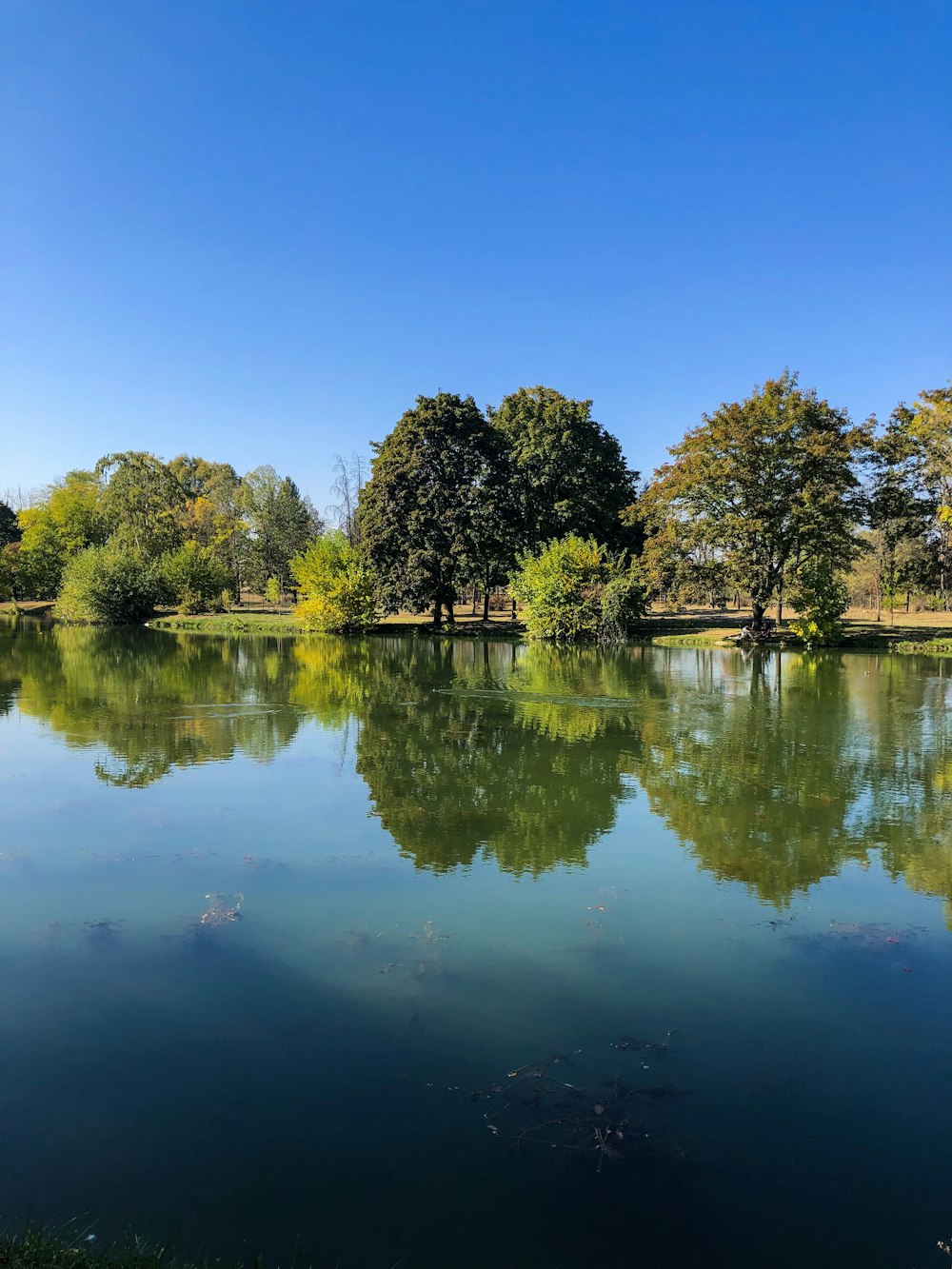 calm body of water near green-leafed trees