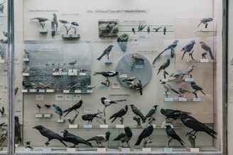 An informative display of bird club activities and events.