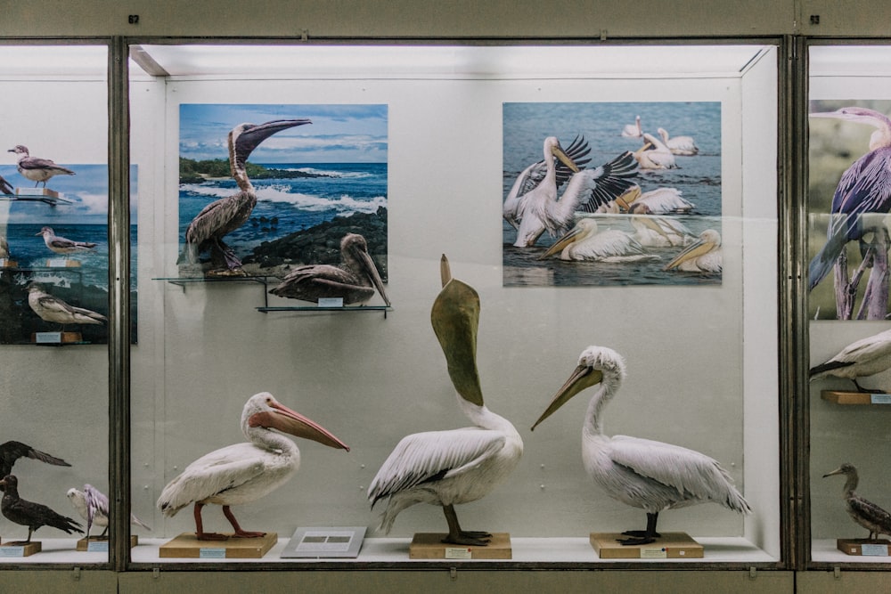 three white-and-black bird taxidermies