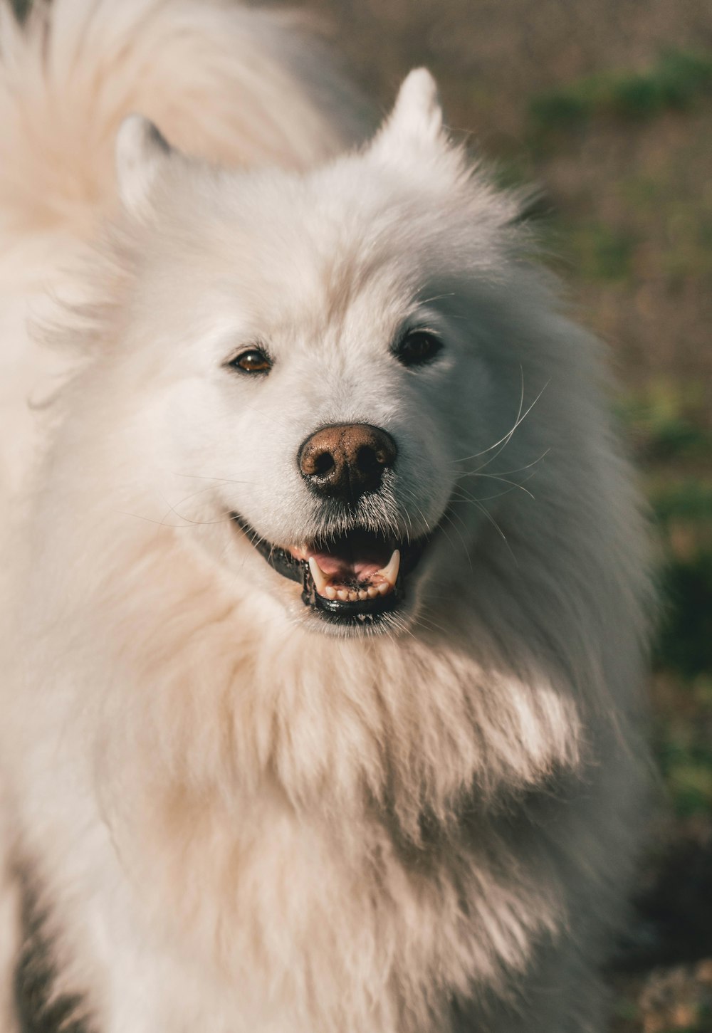 long-coated white dog