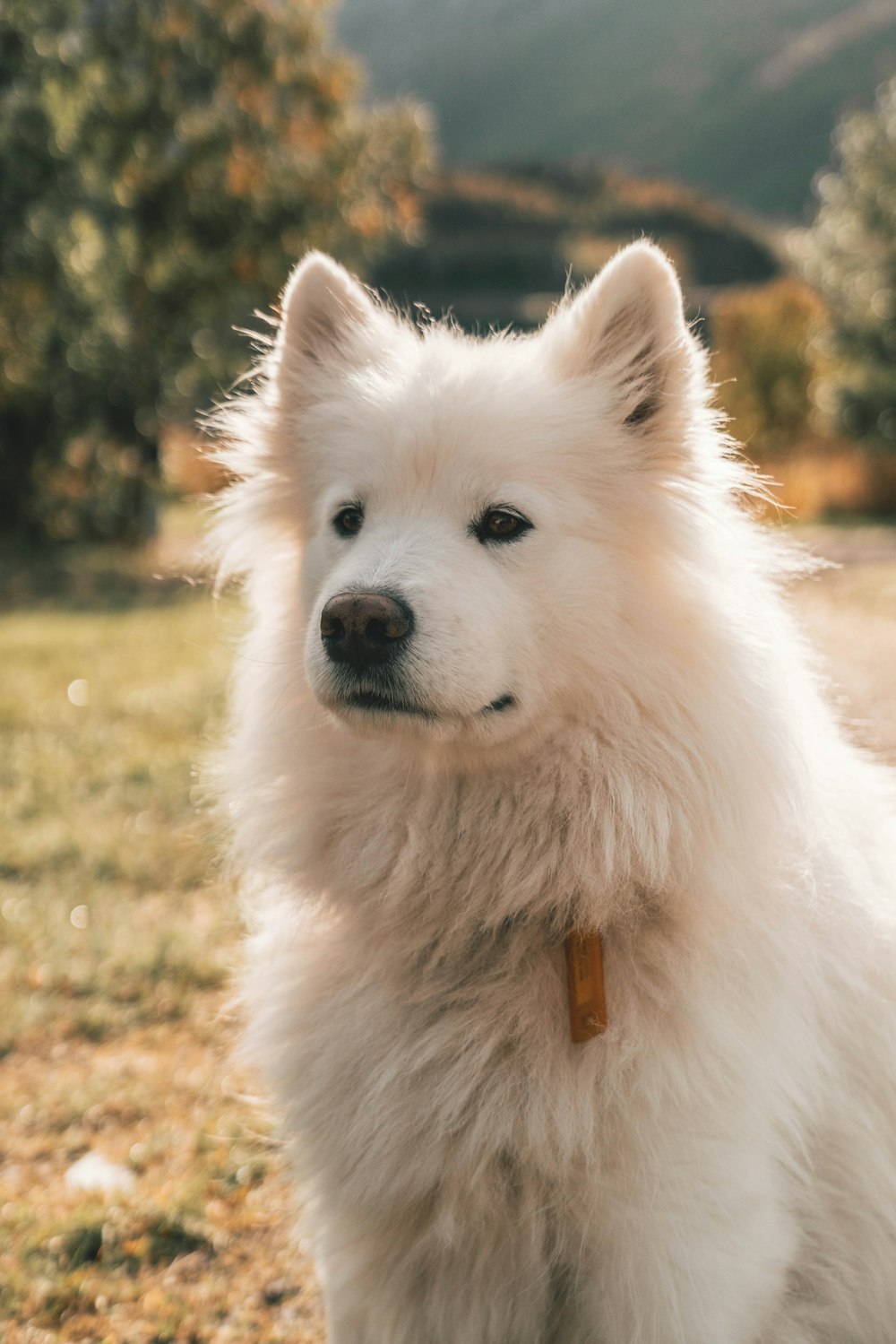 Spitz japonés blanco adulto