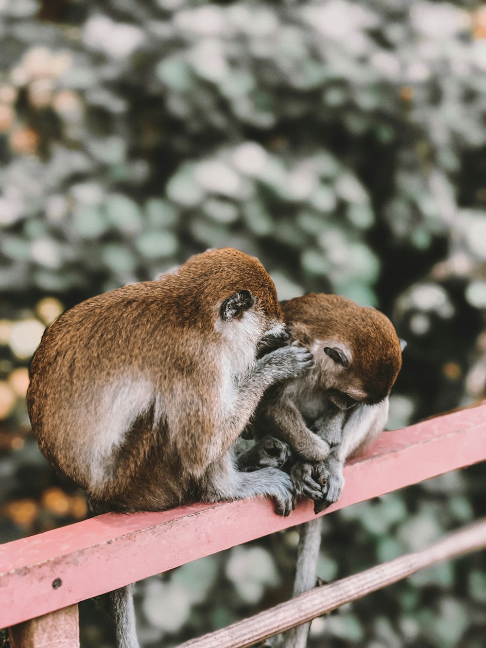 two monkeys on railing during day